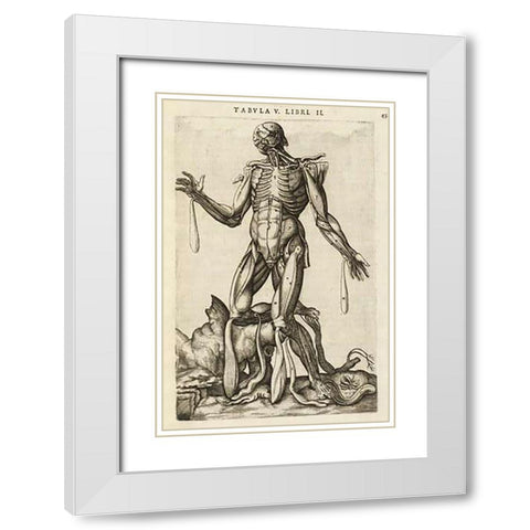 Male figure with muscles and skeleton White Modern Wood Framed Art Print with Double Matting by Versalius, Andreas