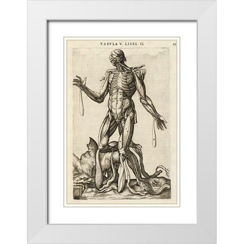Male figure with muscles and skeleton White Modern Wood Framed Art Print with Double Matting by Versalius, Andreas
