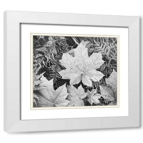 Leaves, Glacier National Park, Montana - National Parks and Monuments, 1941 White Modern Wood Framed Art Print with Double Matting by Adams, Ansel