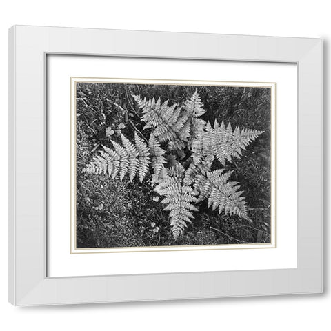 Ferns, Glacier National Park, Montana - National Parks and Monuments, 1941 White Modern Wood Framed Art Print with Double Matting by Adams, Ansel