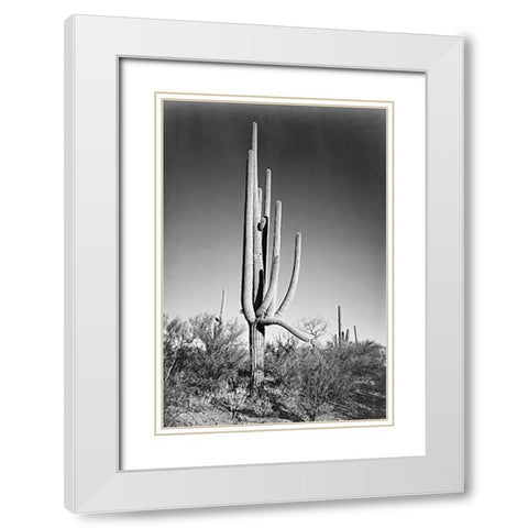 Full view of cactus and surrounding shrubs, In Saguaro National Monument, Arizona, ca. 1941-1942 White Modern Wood Framed Art Print with Double Matting by Adams, Ansel