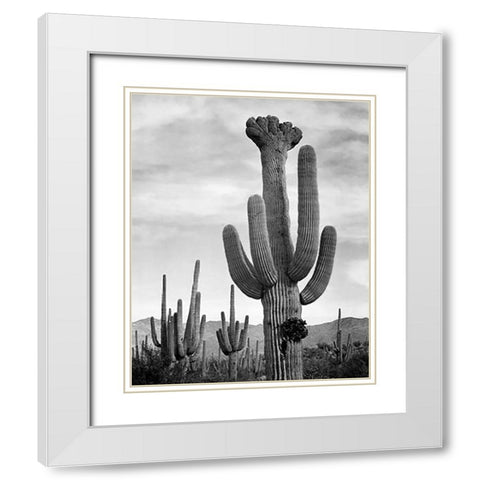 Full view of cactus with others surrounding, Saguaros, Saguaro National Monument, Arizona, ca. 1941- White Modern Wood Framed Art Print with Double Matting by Adams, Ansel