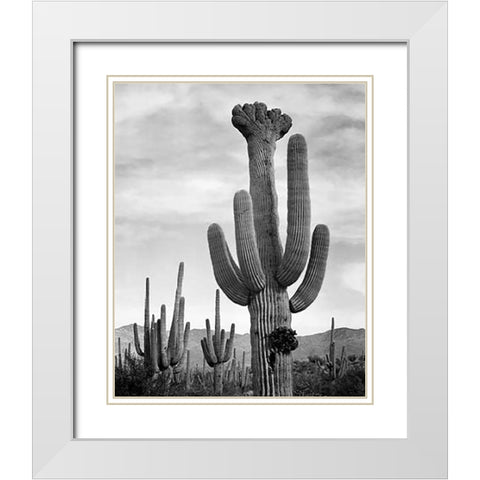 Full view of cactus with others surrounding, Saguaros, Saguaro National Monument, Arizona, ca. 1941- White Modern Wood Framed Art Print with Double Matting by Adams, Ansel