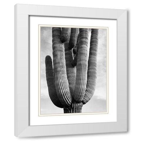 Detail of cactus Saguaros, Saguro National Monument, Arizona, ca. 1941-1942 White Modern Wood Framed Art Print with Double Matting by Adams, Ansel
