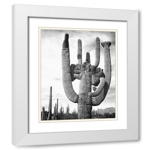 View of cactus and surrounding area Saguaros, Saguaro National Monument, Arizona, ca. 1941-1942 White Modern Wood Framed Art Print with Double Matting by Adams, Ansel