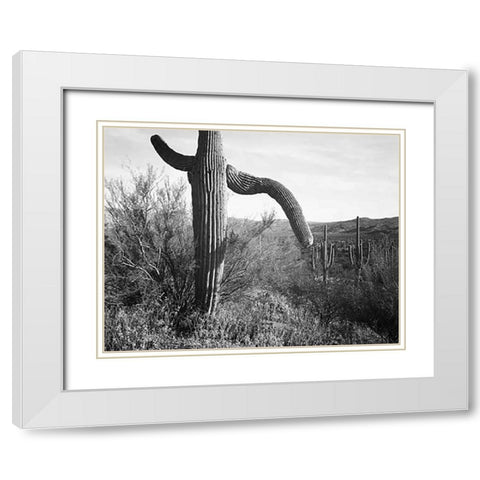 Cactus at left and surroundings, Saguaro National Monument, Arizona, ca. 1941-1942 White Modern Wood Framed Art Print with Double Matting by Adams, Ansel