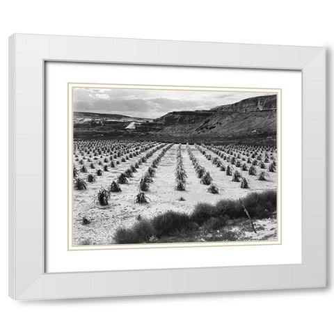 Looking across rows of corn, cliff in background, Corn Field, Indian Farm near Tuba City, Arizona, i White Modern Wood Framed Art Print with Double Matting by Adams, Ansel