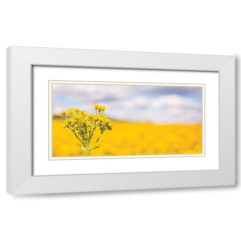 Field of Yellow II White Modern Wood Framed Art Print with Double Matting by Quillen, Donnie