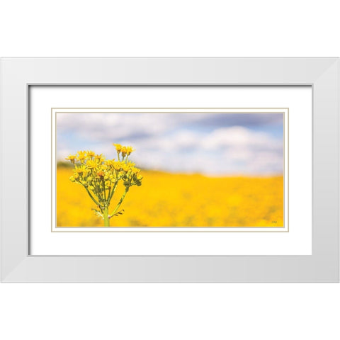 Field of Yellow II White Modern Wood Framed Art Print with Double Matting by Quillen, Donnie
