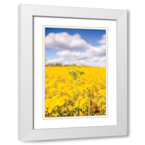 Field of Yellow III White Modern Wood Framed Art Print with Double Matting by Quillen, Donnie