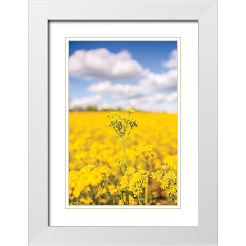 Field of Yellow III White Modern Wood Framed Art Print with Double Matting by Quillen, Donnie