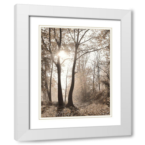 Woodland Sunrise White Modern Wood Framed Art Print with Double Matting by Deiter, Lori