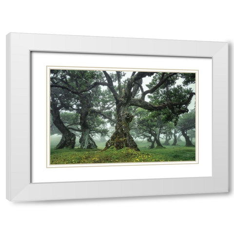 Enchanted Forest I White Modern Wood Framed Art Print with Double Matting by Podt, Martin