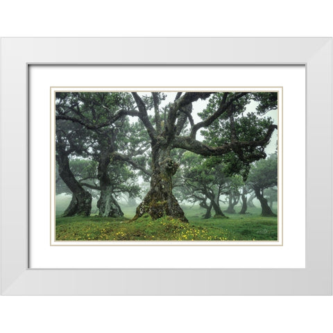 Enchanted Forest I White Modern Wood Framed Art Print with Double Matting by Podt, Martin