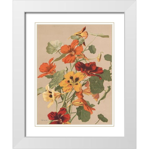 Antique Botanical Collection 2 White Modern Wood Framed Art Print with Double Matting by Stellar Design Studio