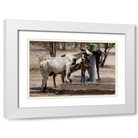 Botswana, Tsodilo Hills Goats drinking from pump White Modern Wood Framed Art Print with Double Matting by Kaveney, Wendy