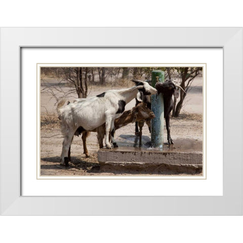 Botswana, Tsodilo Hills Goats drinking from pump White Modern Wood Framed Art Print with Double Matting by Kaveney, Wendy