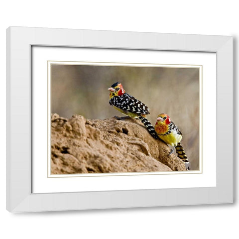 Kenya Red-and-yellow barbet birds on dirt White Modern Wood Framed Art Print with Double Matting by Williams, Joanne