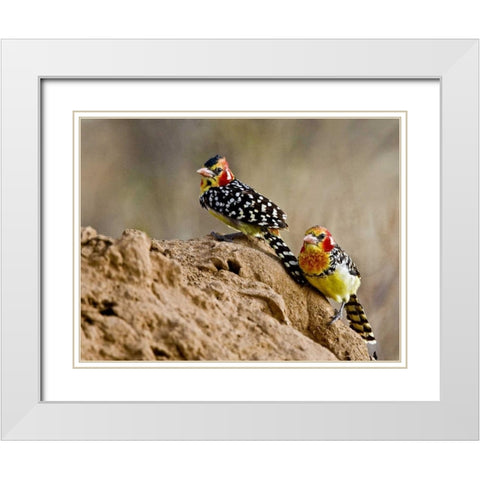 Kenya Red-and-yellow barbet birds on dirt White Modern Wood Framed Art Print with Double Matting by Williams, Joanne
