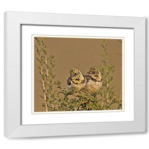 Kenya Red-yellow barbets perched on tree limb White Modern Wood Framed Art Print with Double Matting by Williams, Joanne