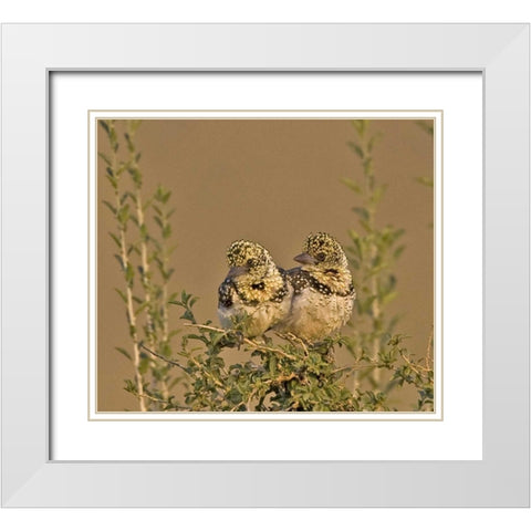 Kenya Red-yellow barbets perched on tree limb White Modern Wood Framed Art Print with Double Matting by Williams, Joanne