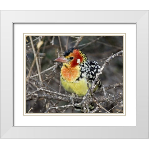 Kenya Red and yellow barbet perched on tree limb White Modern Wood Framed Art Print with Double Matting by Williams, Joanne