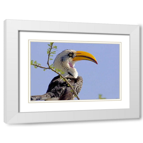 Kenya Profile of yellow-billed hornbill bird White Modern Wood Framed Art Print with Double Matting by Williams, Joanne