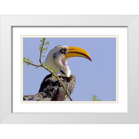 Kenya Profile of yellow-billed hornbill bird White Modern Wood Framed Art Print with Double Matting by Williams, Joanne