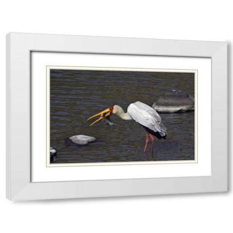 Kenya, Masai Mara Yellow-billed stork with prey White Modern Wood Framed Art Print with Double Matting by Williams, Joanne