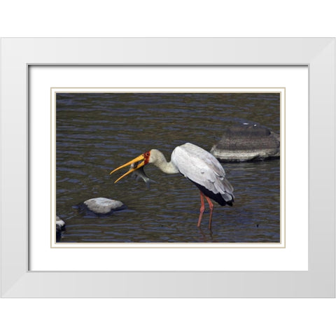 Kenya, Masai Mara Yellow-billed stork with prey White Modern Wood Framed Art Print with Double Matting by Williams, Joanne
