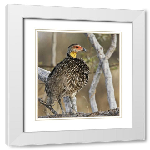 Kenya Yellow-necked spurfowl bird on tree trunk White Modern Wood Framed Art Print with Double Matting by Williams, Joanne