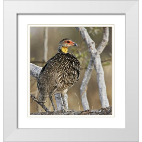 Kenya Yellow-necked spurfowl bird on tree trunk White Modern Wood Framed Art Print with Double Matting by Williams, Joanne