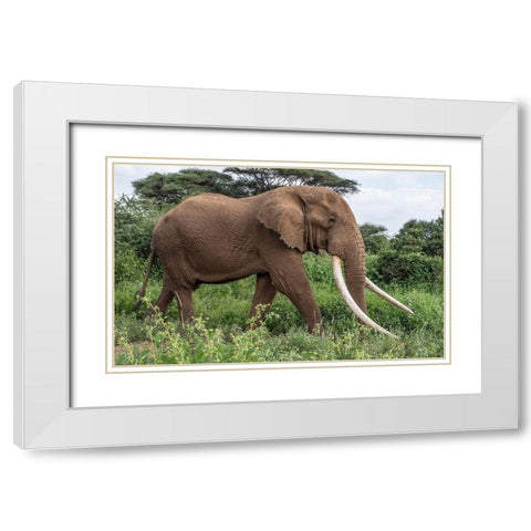 Africa-Kenya-Amboseli National Park Close-up of walking elephant White Modern Wood Framed Art Print with Double Matting by Jaynes Gallery