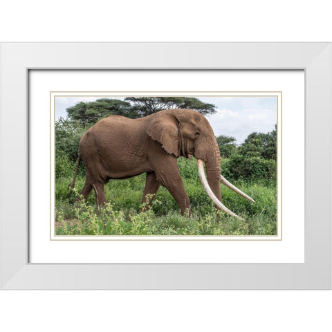 Africa-Kenya-Amboseli National Park Close-up of walking elephant White Modern Wood Framed Art Print with Double Matting by Jaynes Gallery