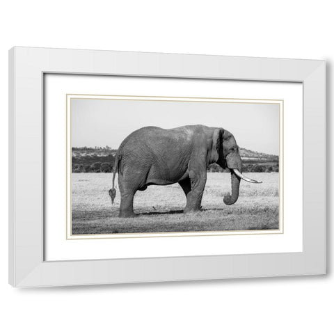 Africa-Kenya-Ol Pejeta Conservancy-Lone bull African elephant White Modern Wood Framed Art Print with Double Matting by Hopkins, Cindy Miller