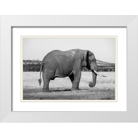 Africa-Kenya-Ol Pejeta Conservancy-Lone bull African elephant White Modern Wood Framed Art Print with Double Matting by Hopkins, Cindy Miller