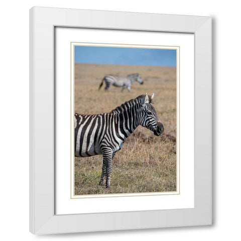 Africa-Kenya-Ol Pejeta Conservancy-Bruchells zebra-Equus burchellii-in grassland habitat White Modern Wood Framed Art Print with Double Matting by Hopkins, Cindy Miller