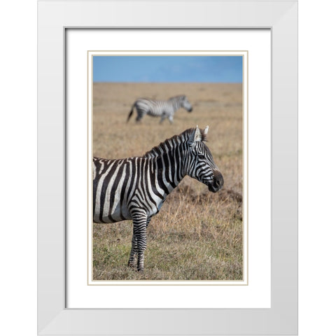 Africa-Kenya-Ol Pejeta Conservancy-Bruchells zebra-Equus burchellii-in grassland habitat White Modern Wood Framed Art Print with Double Matting by Hopkins, Cindy Miller