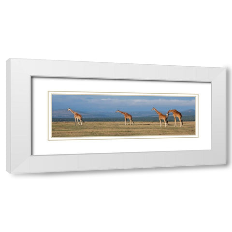 Africa-Kenya-Ol Pejeta Conservancy-Herd of Reticulated giraffe-Endangered species White Modern Wood Framed Art Print with Double Matting by Hopkins, Cindy Miller
