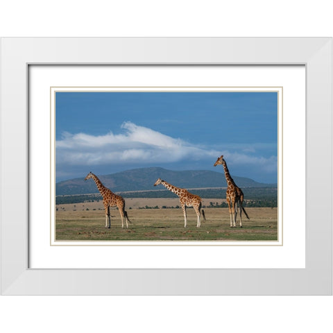 Africa-Kenya-Northern Frontier District-Ol Pejeta Conservancy-Reticulated giraffe White Modern Wood Framed Art Print with Double Matting by Hopkins, Cindy Miller