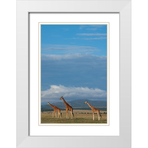 Africa-Kenya-Northern Frontier District-Ol Pejeta Conservancy-Reticulated giraffes White Modern Wood Framed Art Print with Double Matting by Hopkins, Cindy Miller