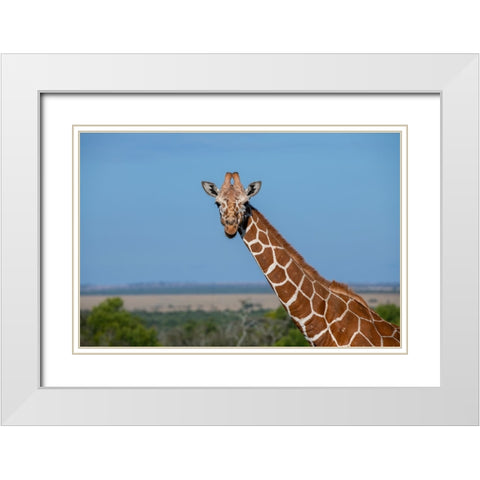 Africa-Kenya-Laikipia Plateau-Ol Pejeta Conservancy-Reticulated giraffe Endangered species White Modern Wood Framed Art Print with Double Matting by Hopkins, Cindy Miller