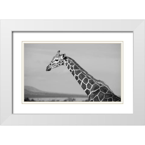 Africa-Kenya-Ol Pejeta Conservancy-Reticulated giraffe Endangered species White Modern Wood Framed Art Print with Double Matting by Hopkins, Cindy Miller