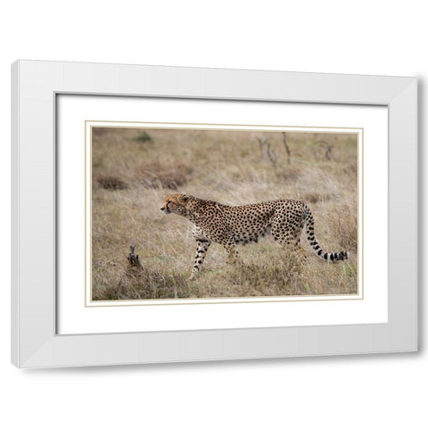 Africa-Kenya-Laikipia Plateau-Ol Pejeta Conservancy-Lone male cheetah-endangered species White Modern Wood Framed Art Print with Double Matting by Hopkins, Cindy Miller