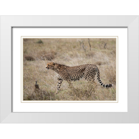 Africa-Kenya-Laikipia Plateau-Ol Pejeta Conservancy-Lone male cheetah-endangered species White Modern Wood Framed Art Print with Double Matting by Hopkins, Cindy Miller
