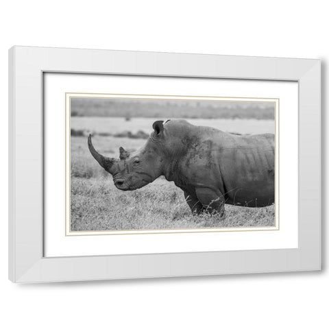 Kenya-Ol Pejeta Conservancy-Southern white rhinoceros-Ceratotherium simum simum White Modern Wood Framed Art Print with Double Matting by Hopkins, Cindy Miller