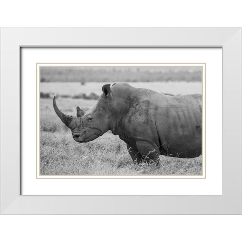 Kenya-Ol Pejeta Conservancy-Southern white rhinoceros-Ceratotherium simum simum White Modern Wood Framed Art Print with Double Matting by Hopkins, Cindy Miller