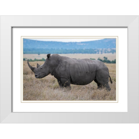 Africa-Kenya-Laikipia Plateau-Ol Pejeta Conservancy-Southern white rhinoceros-lone male White Modern Wood Framed Art Print with Double Matting by Hopkins, Cindy Miller