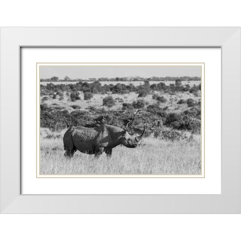 Africa-Kenya-Ol Pejeta Conservancy-Black rhinoceros-aka hook-lipped-Critically Endangered species White Modern Wood Framed Art Print with Double Matting by Hopkins, Cindy Miller