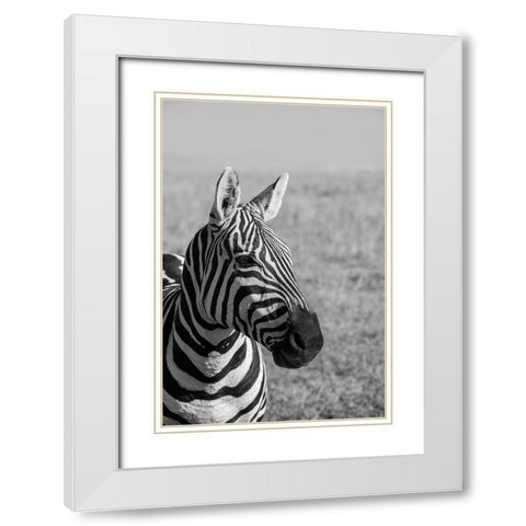Africa-Kenya-Laikipia Plateau-Ol Pejeta Conservancy-Bruchells zebra-Equus burchellii White Modern Wood Framed Art Print with Double Matting by Hopkins, Cindy Miller